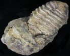 Calymene Trilobite From Morocco - Large Size #17890-1